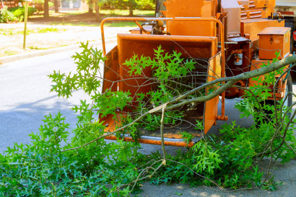 The Steps Involved in Our Tree Care Process in Cleveland, OK